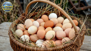 ¿Por qué subió nuevamente el precio de los huevos en Ecuador y hasta cuándo se mantendrá elevado?
